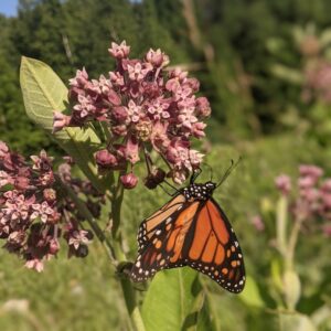 Milkweed Seeds
