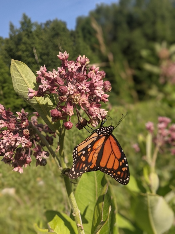 Milkweed Seeds